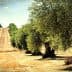 Row of mature olive trees in a dry landscape with a plowed field in the background. - Olive Oil Times