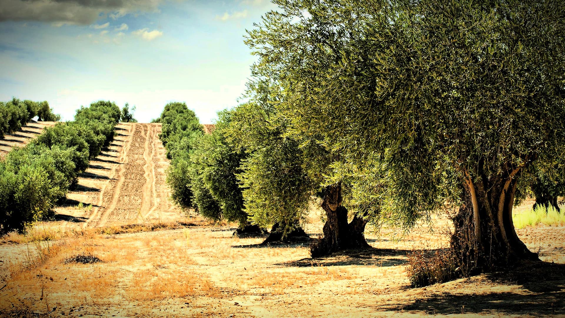 Row of mature olive trees in a dry landscape with a plowed field in the background. - Olive Oil Times