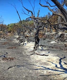 A landscape of burnt trees and scorched earth in a forest area after a wildfire. - Olive Oil Times