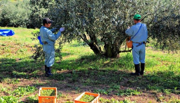 Two workers harvesting olives from an olive tree in an orchard. - Olive Oil Times