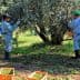 Two workers harvesting olives from an olive tree in an orchard. - Olive Oil Times