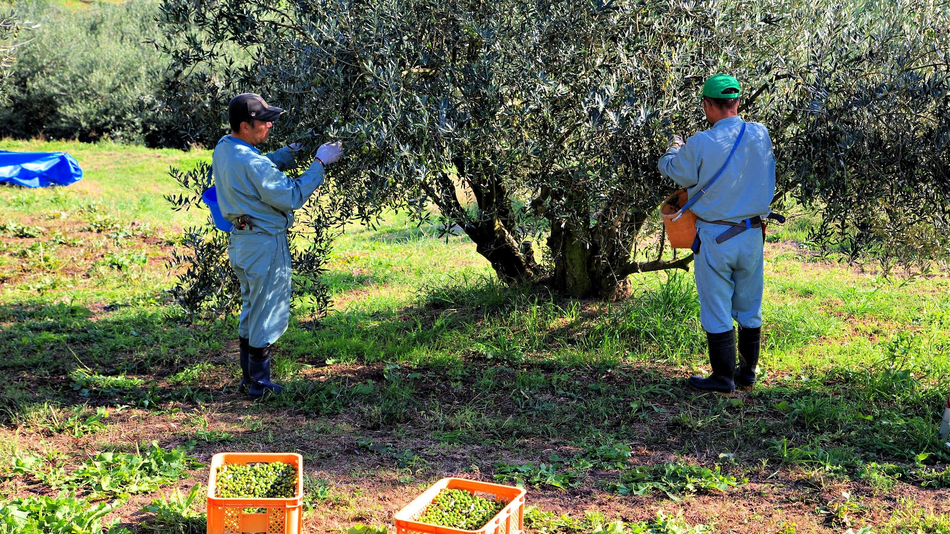 Two workers harvesting olives from an olive tree in an orchard. - Olive Oil Times