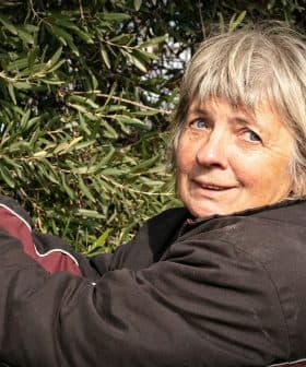 Woman with short gray hair picking olives from an olive tree. - Olive Oil Times