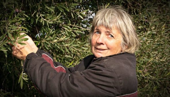Woman with short gray hair picking olives from an olive tree. - Olive Oil Times
