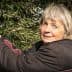 Woman with short gray hair picking olives from an olive tree. - Olive Oil Times