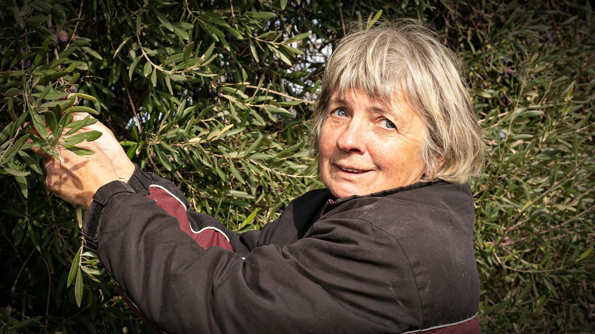 Woman with short gray hair picking olives from an olive tree. - Olive Oil Times