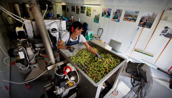 Woman sorting green and black olives in a processing facility with machinery in the background. - Olive Oil Times