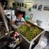 Woman sorting green and black olives in a processing facility with machinery in the background. - Olive Oil Times