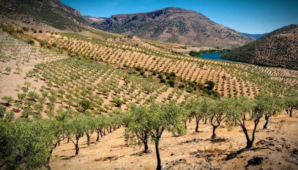 Aerial view of an olive grove with rows of olive trees on a hillside near a body of water. - Olive Oil Times