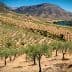 Aerial view of an olive grove with rows of olive trees on a hillside near a body of water. - Olive Oil Times