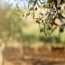 Close-up of an olive tree branch with green olives and blurred background. - Olive Oil Times