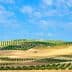 Rolling hills with olive trees arranged in neat rows under a blue sky with clouds. - Olive Oil Times