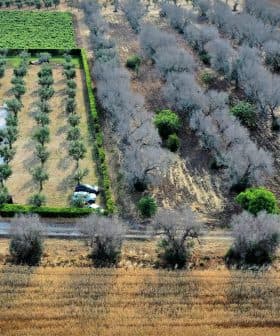 Aerial view showing an olive grove with trees and agricultural land in a rural setting. - Olive Oil Times
