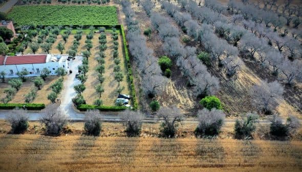 Aerial view showing an olive grove with trees and agricultural land in a rural setting. - Olive Oil Times