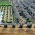 Aerial view showing an olive grove with trees and agricultural land in a rural setting. - Olive Oil Times