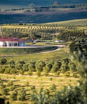 Olive oil production facility surrounded by olive trees and rolling hills in a rural area. - Olive Oil Times