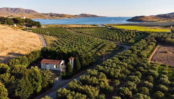 Aerial view of an olive grove with a small house and coastline in the background. - Olive Oil Times