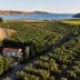Aerial view of an olive grove with a small house and coastline in the background. - Olive Oil Times
