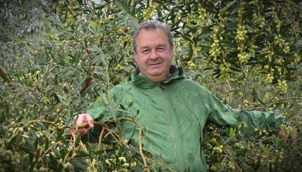Man wearing a green jacket standing among olive trees with unripe olives. - Olive Oil Times