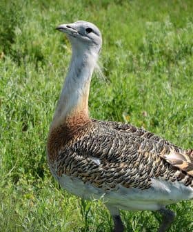 Great bustard bird standing in a grassy area with a distinctive plumage pattern. - Olive Oil Times