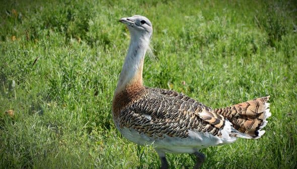 Great bustard bird standing in a grassy area with a distinctive plumage pattern. - Olive Oil Times