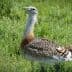 Great bustard bird standing in a grassy area with a distinctive plumage pattern. - Olive Oil Times