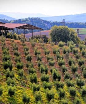 A hillside olive grove with rows of olive trees and structures in the background. - Olive Oil Times