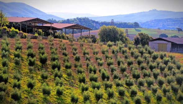 A hillside olive grove with rows of olive trees and structures in the background. - Olive Oil Times