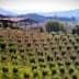 A hillside olive grove with rows of olive trees and structures in the background. - Olive Oil Times