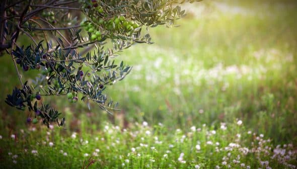 Branch of an olive tree with green olives and blurred background of grass and flowers. - Olive Oil Times