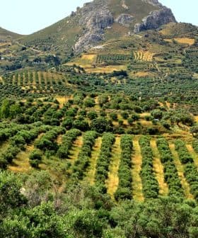 Expansive olive grove with neatly arranged trees on a hillside under a clear sky. - Olive Oil Times