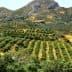 Expansive olive grove with neatly arranged trees on a hillside under a clear sky. - Olive Oil Times