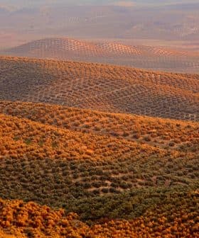 Aerial view of rolling hills covered with olive trees in a landscape setting. - Olive Oil Times