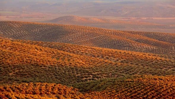 Aerial view of rolling hills covered with olive trees in a landscape setting. - Olive Oil Times