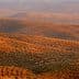 Aerial view of rolling hills covered with olive trees in a landscape setting. - Olive Oil Times