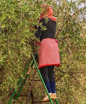 Individual wearing a red scarf and polka dot outfit harvesting olives from a tree using a ladder. - Olive Oil Times