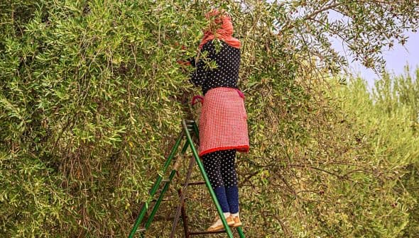 Individual wearing a red scarf and polka dot outfit harvesting olives from a tree using a ladder. - Olive Oil Times