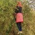 Individual wearing a red scarf and polka dot outfit harvesting olives from a tree using a ladder. - Olive Oil Times