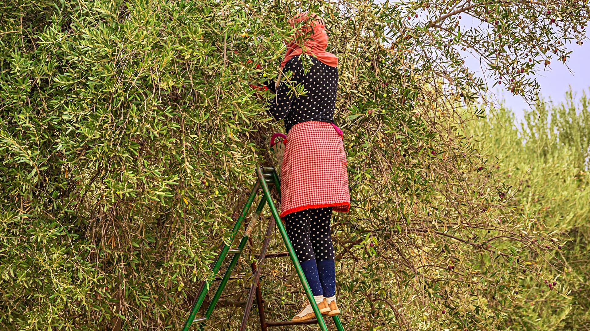 Individual wearing a red scarf and polka dot outfit harvesting olives from a tree using a ladder. - Olive Oil Times