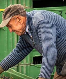 Elderly man wearing a cap and striped sweater sorting olives in green crates. - Olive Oil Times