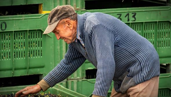 Elderly man wearing a cap and striped sweater sorting olives in green crates. - Olive Oil Times