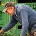 Elderly man wearing a cap and striped sweater sorting olives in green crates. - Olive Oil Times