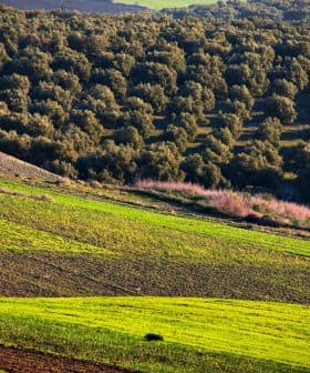 Aerial view of a green landscape featuring rows of olive trees and fields. - Olive Oil Times