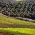 Aerial view of a green landscape featuring rows of olive trees and fields. - Olive Oil Times