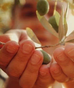 A person holding an olive branch with green olives in their hands, with blurred background. - Olive Oil Times