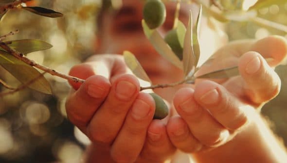 A person holding an olive branch with green olives in their hands, with blurred background. - Olive Oil Times