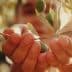 A person holding an olive branch with green olives in their hands, with blurred background. - Olive Oil Times