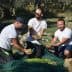 Three men collecting olives in a field, kneeling on the ground with green olives in their hands. - Olive Oil Times