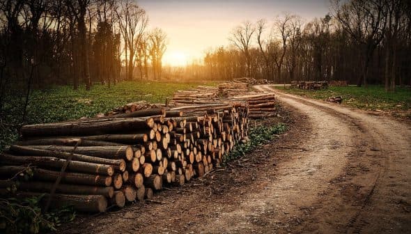 Piles of cut logs stacked along a dirt path in a forest during sunset. - Olive Oil Times