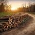 Piles of cut logs stacked along a dirt path in a forest during sunset. - Olive Oil Times